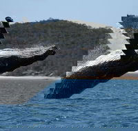 Hervey Bay Ultimate Whale Watching Cruise - Attractions Perth