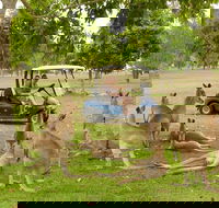 Small-Group Wildlife and Rainforest Tour from Port Douglas - Attractions Perth