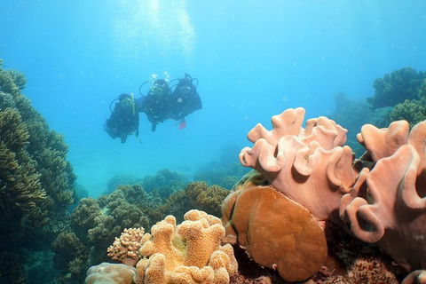 Ocean Spirit Michaelmas Cay Dive And Snorkel Cruise From Palm Cove - Attractions Perth 9