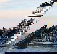 Hervey Bay Whale Watching Cruise - Attractions Perth
