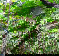 Cape Tribulation Daintree Rainforest and Wildlife Tour - Attractions Perth
