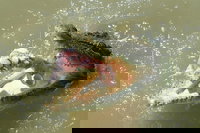 Darwin Jumping Crocodiles Cruise on Adelaide River