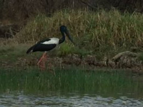 1 Day Corroboree Billabong Wetland Experience Including 2.5 Hour Cruise + Lunch - Attractions Perth 3
