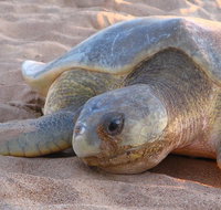 Turtle Tracks Tour to Bare Sand Island from Darwin - Attractions Perth