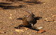 Katherine Day Tour From Darwin Including Katherine Gorge Cruise - thumb 9