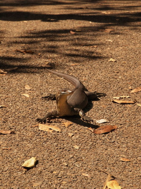 Katherine Day Tour From Darwin Including Katherine Gorge Cruise - Attractions Perth 9