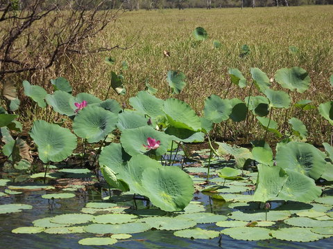 Katherine Day Tour From Darwin Including Katherine Gorge Cruise - Attractions Perth 15