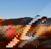 Uluru Sunrise and Kata Tjuta Half Day Trip - Attractions Perth