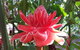 Walk The Darwin Botanic Gardens - thumb 5