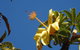 Walk The Darwin Botanic Gardens - thumb 6
