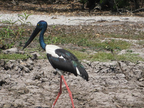 2-Day Kakadu And Arnhem Land Tour From Darwin - Attractions Perth 3