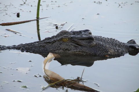 Darwin To Katherine Day Trip By Air Including Nitmiluk (Katherine) Gorge Cruise - Attractions Perth 3