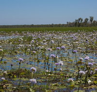 230pm Safari Cruise 1.5 Hours - Attractions Perth
