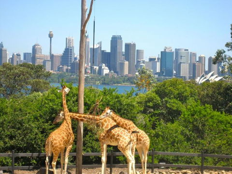 Sydney Harbour Hop-on Hop-off Cruise - Attractions Perth 18