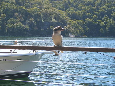 Lunch At Cottage Point Inn By Seaplane From Sydney - Attractions Perth 12