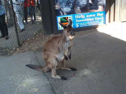 Port Stephens Day Tour With Dolphin Watching, Sandboarding & Australian Wildlife - Attractions Perth 5