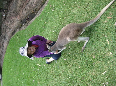 Port Stephens Day Tour With Dolphin Watching, Sandboarding & Australian Wildlife - Attractions Perth 19