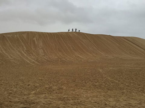 Port Stephens Day Tour With Dolphin Watching, Sandboarding & Australian Wildlife - Attractions Perth 13