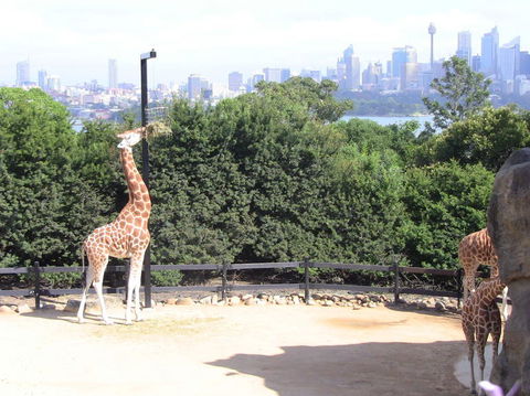Sydney Harbour Ferry With Taronga Zoo Entry Ticket - Attractions Perth 12