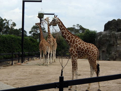 Sydney Harbour Ferry With Taronga Zoo Entry Ticket - Attractions Perth 8