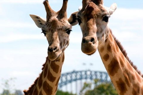 Sydney Harbour Ferry With Taronga Zoo Entry Ticket - Attractions Perth 0