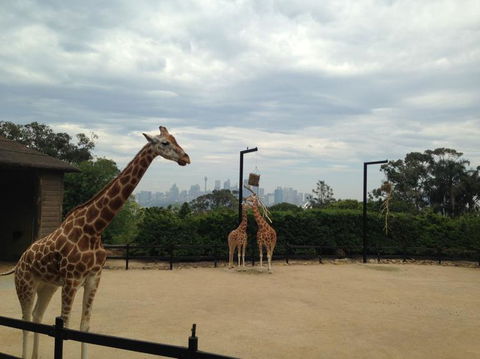 Sydney Harbour Ferry With Taronga Zoo Entry Ticket - Attractions Perth 11
