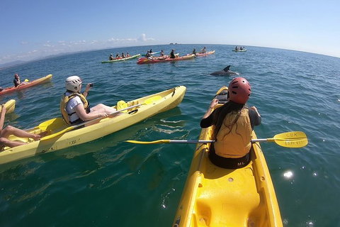 Kayaking With Dolphins In Byron Bay Guided Tour - Attractions Perth 13