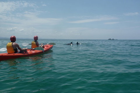 Kayaking With Dolphins In Byron Bay Guided Tour - Attractions Perth 10