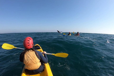 Kayaking With Dolphins In Byron Bay Guided Tour - Attractions Perth 18