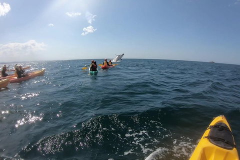 Kayaking With Dolphins In Byron Bay Guided Tour - Attractions Perth 7