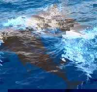 Port Stephens Day Tour From Sydney Including 4WD Sandboarding and Dolphins - Attractions Perth