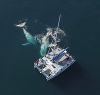 Coffs Harbour Whale Watch Experience - Attractions Perth