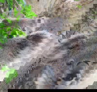 Byron Bay Wildlife Safari - Attractions Perth