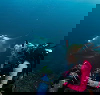 5-Hour Byron Bay Introductory Scuba Diving Tour - Attractions Perth