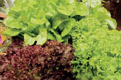 Apple Tree Creek - Attractions Perth 0