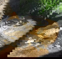 Armadale Reptile Centre - Attractions Perth