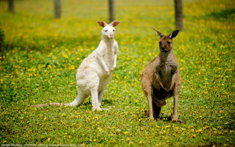Bordertown Wildlife Park - Attractions Perth 0