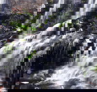 Darkes Forest - Attractions Perth