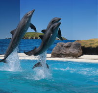 Dolphin Marine Conservation Park - Attractions Perth