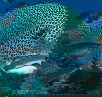 Fish Bowl Dive Site - Attractions Perth