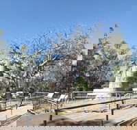 Gregory's Tree Timber Creek - Attractions Perth