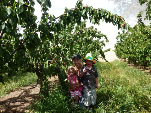 Harben Vale Pick Your Own Cherries - Attractions Perth 0