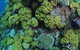 Keeper Reef Dive Site - thumb 0