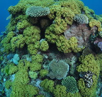 Keeper Reef Dive Site - Attractions Perth