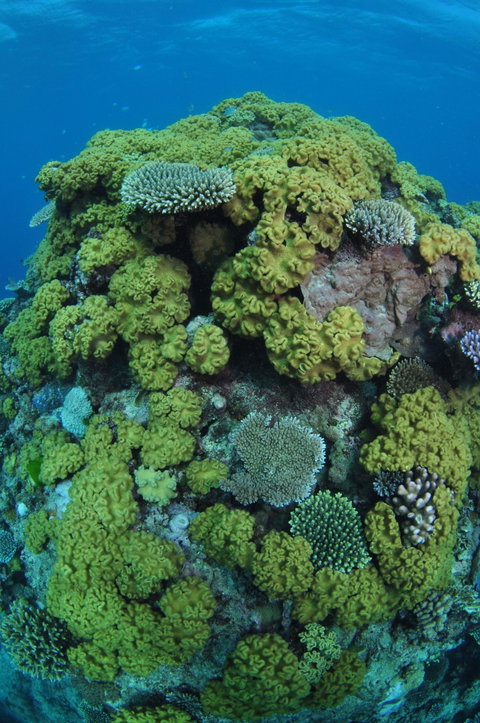 Keeper Reef Dive Site - Attractions Perth 0