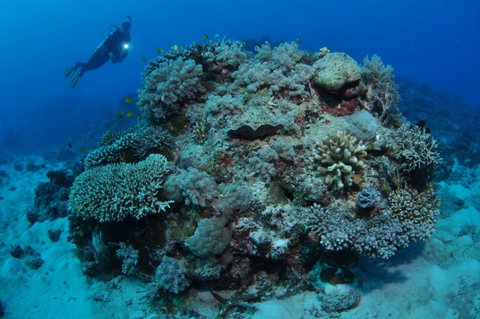 Keeper Reef Dive Site - Attractions Perth 1