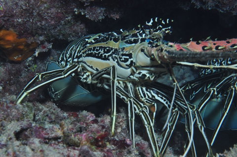 Keeper Reef Dive Site - Attractions Perth 2