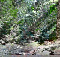 Lyrebird track - Attractions Perth