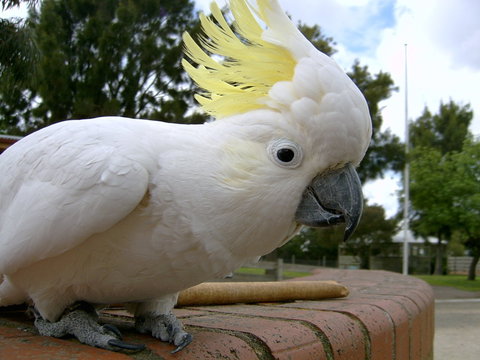 Myuna Farm - Attractions Perth 1