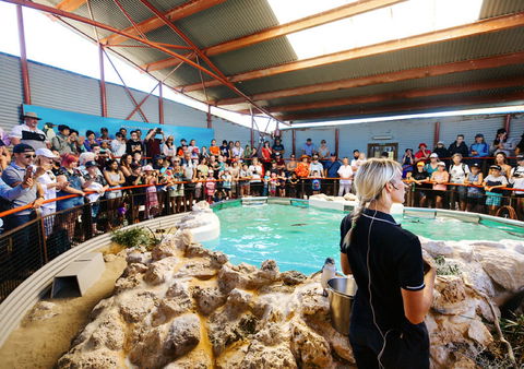 Penguin Island - Attractions Perth 1